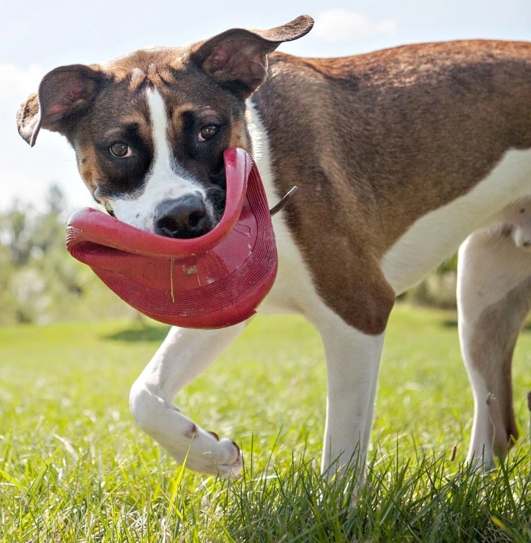 Kong Classic Flyer 4 Kong Classic Flyer - Image 4