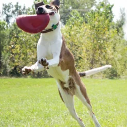 Kong Classic Flyer 6 Kong Classic Flyer -Dieren Verzorg Verkoopwinkel 0035585129082 met hond 4