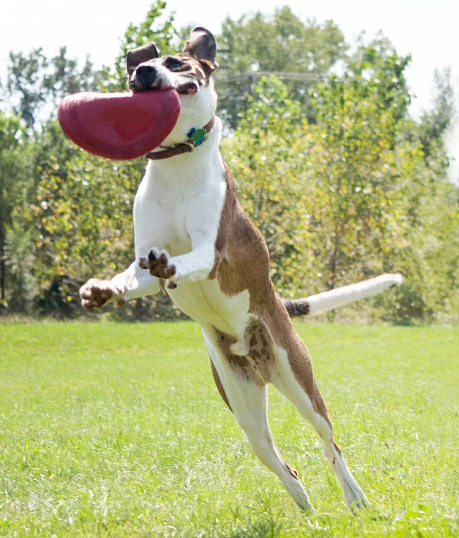 Kong Classic Flyer 3 Kong Classic Flyer - Image 3