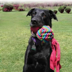 Kong Wubba Weaves Assorti 11 Kong Wubba Weaves Assorti -Dieren Verzorg Verkoopwinkel 0035585800899 75 89 met hond