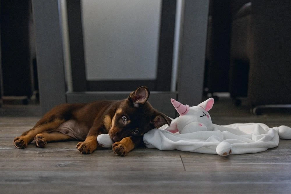 Beeztees Puppy Knuffeldoek Unicorn M 3 Beeztees Puppy Knuffeldoek Unicorn M - Image 3