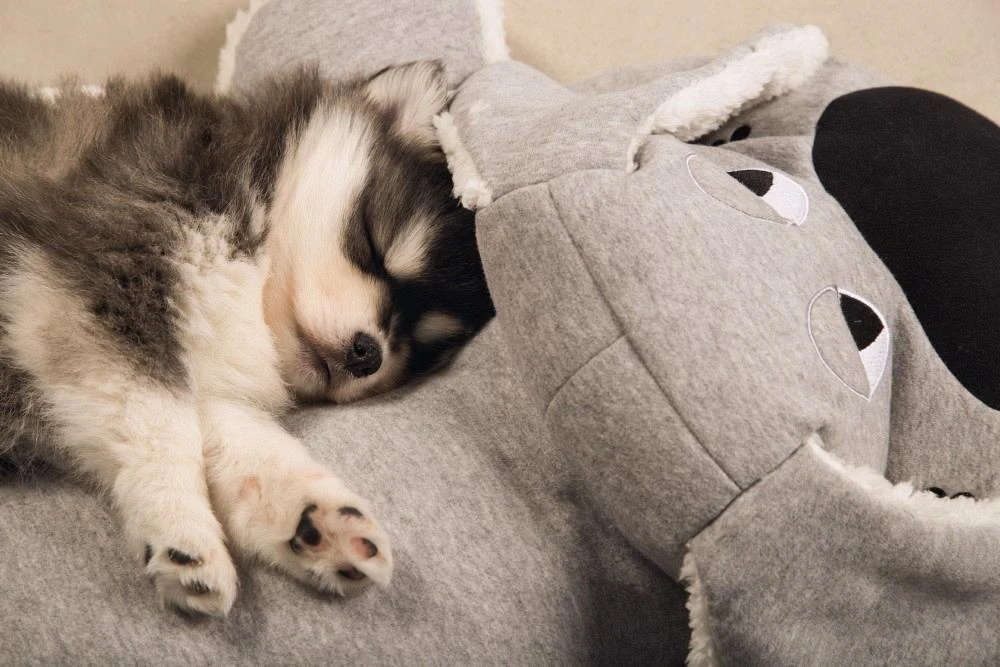 Beeztees Puppy XL-knuffel Boomba Grijs 2 Beeztees Puppy XL-knuffel Boomba Grijs - Image 2