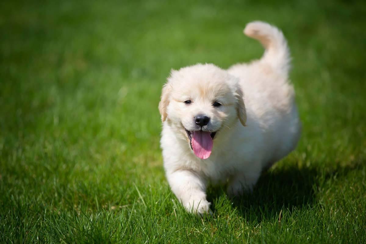 Dieren Verzorg Verkoopwinkel -Dieren Verzorg Verkoopwinkel do you have a hyperactive puppy understanding puppy energy levels james wellbeloved uk
